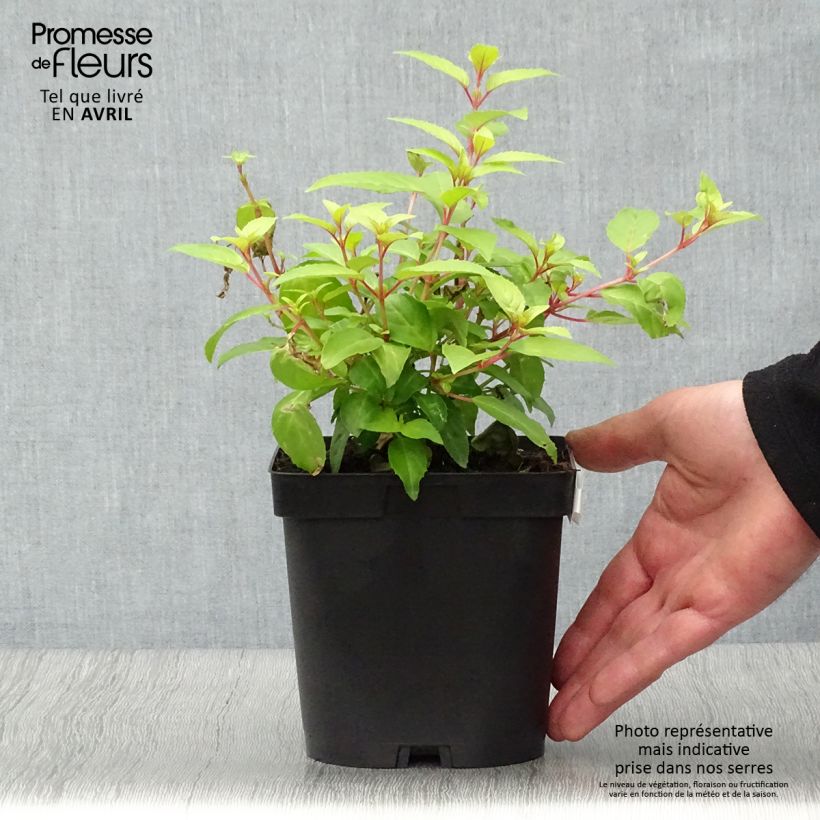 Fuchsia magellanica Genii 2L/3L pot sample as delivered in spring