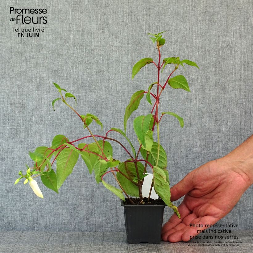 Fuchsia Illusion 8/9 cm pot sample as delivered in spring