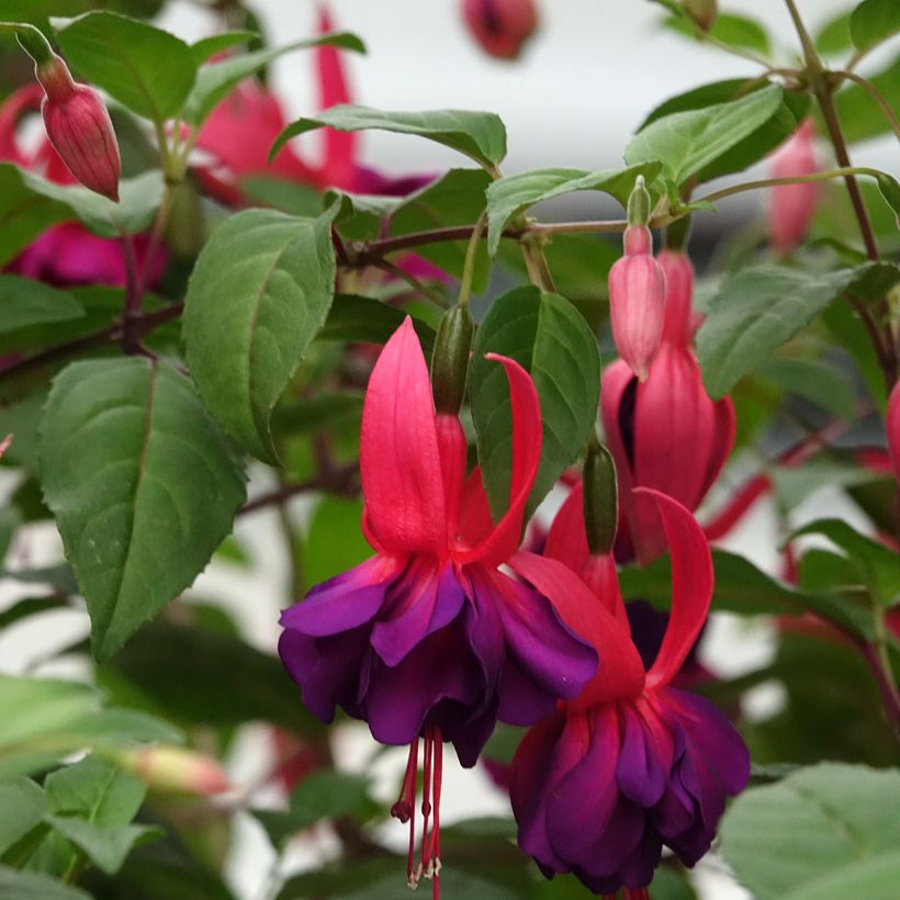 Fuchsia Maori Maid (Flowering)