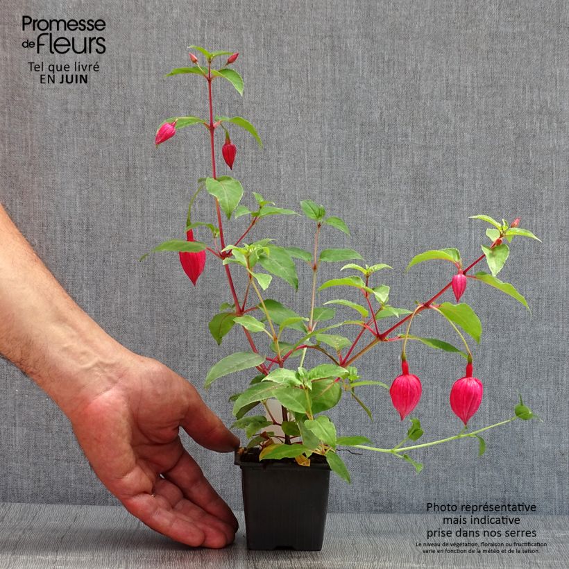 Fuchsia R.A.F 8/9 cm pot sample as delivered in spring