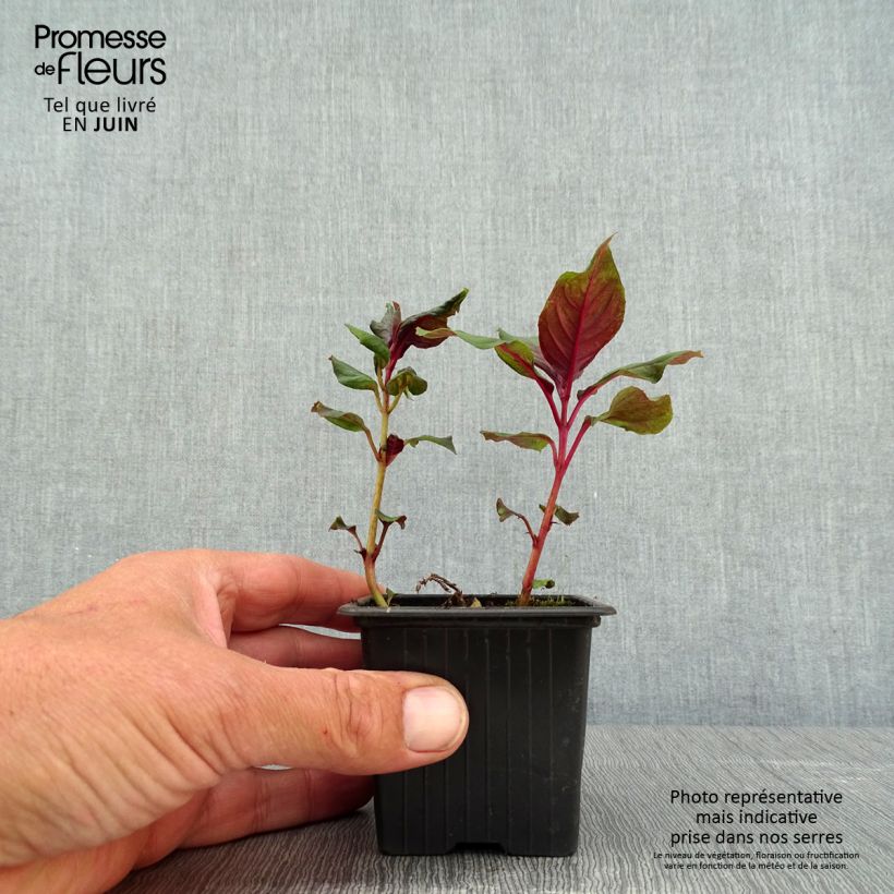 Fuchsia x triphylla Thalia 8/9 cm pot sample as delivered in spring