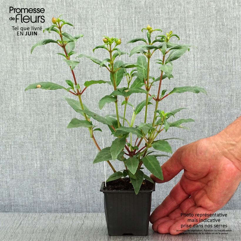 Fuchsia Winston Churchill 8/9 cm pot sample as delivered in spring