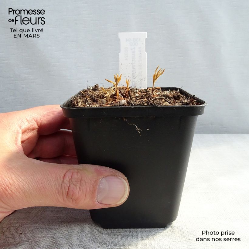 Zauschneria californica 8/9 cm pot sample as delivered in spring