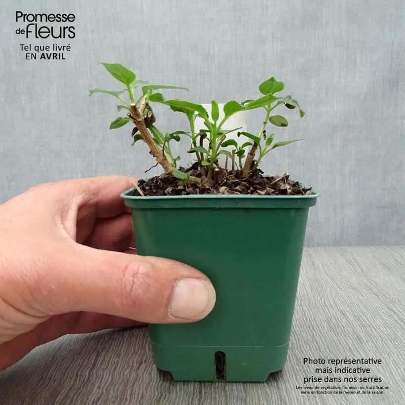 Phygelius aequalis Croftway Yellow Sovereign - Cape Fuchsia 8/9 cm pot sample as delivered in spring