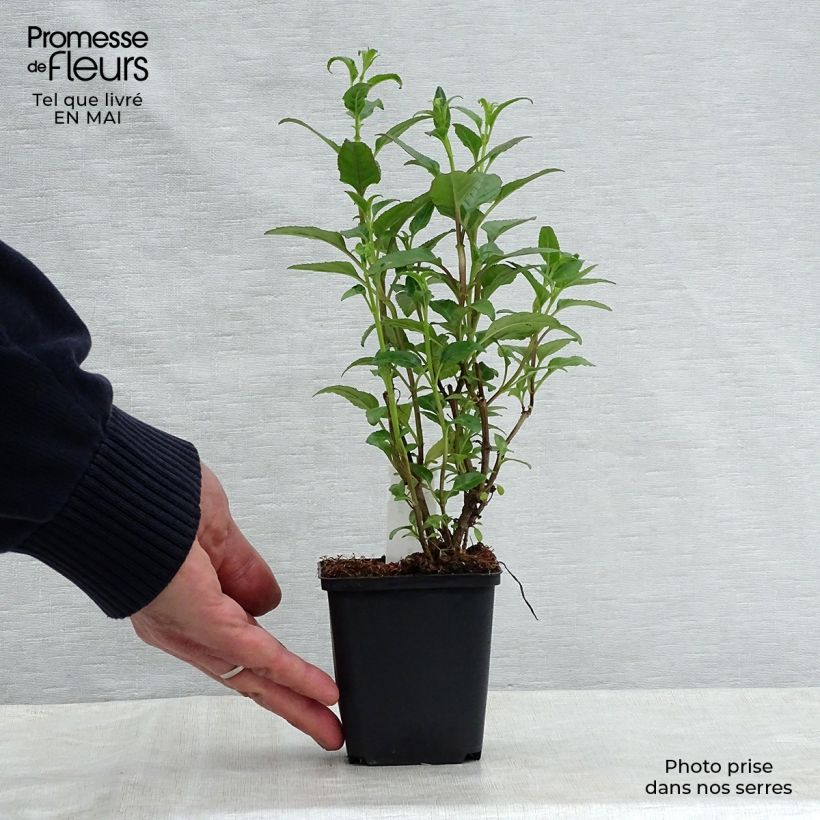 Phygelius African Queen - Cape Fuchsia 8/9 cm pot sample as delivered in spring