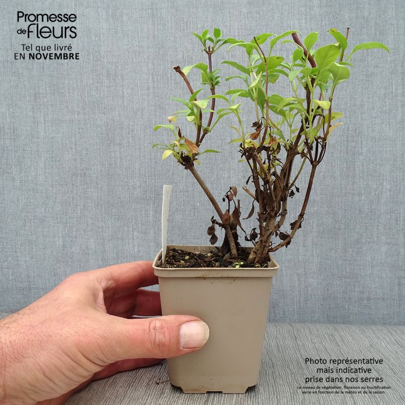 Phygelius African Queen - Cape Fuchsia 8/9 cm pot sample as delivered in autumn