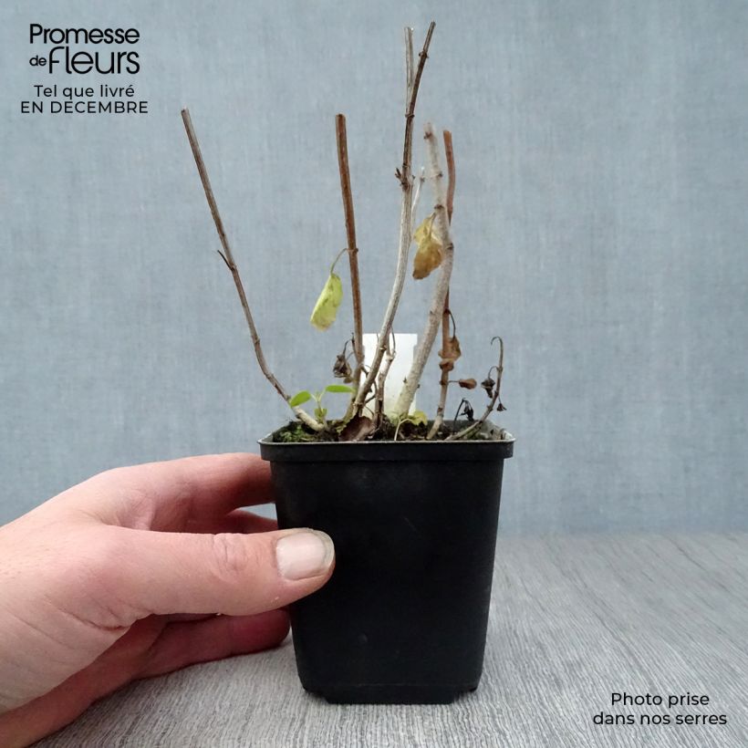 Phygelius African Queen - Cape Fuchsia 8/9 cm pot sample as delivered in winter