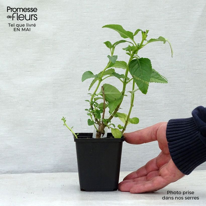 Phygelius Moonraker - Cape Fuchsia 8/9 cm pot sample as delivered in spring