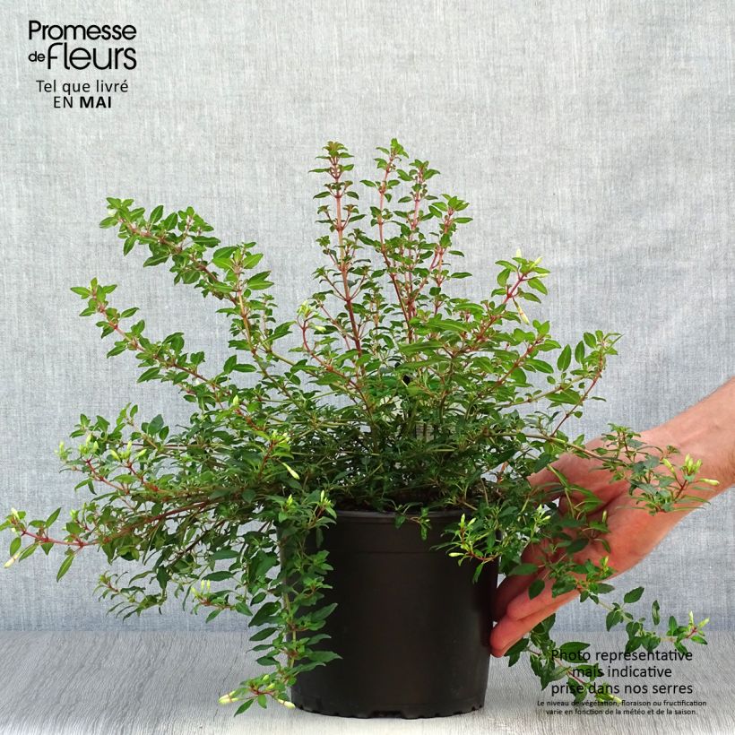 Fuchsia magellanica Arauco 1.5L/2L pot sample as delivered in spring