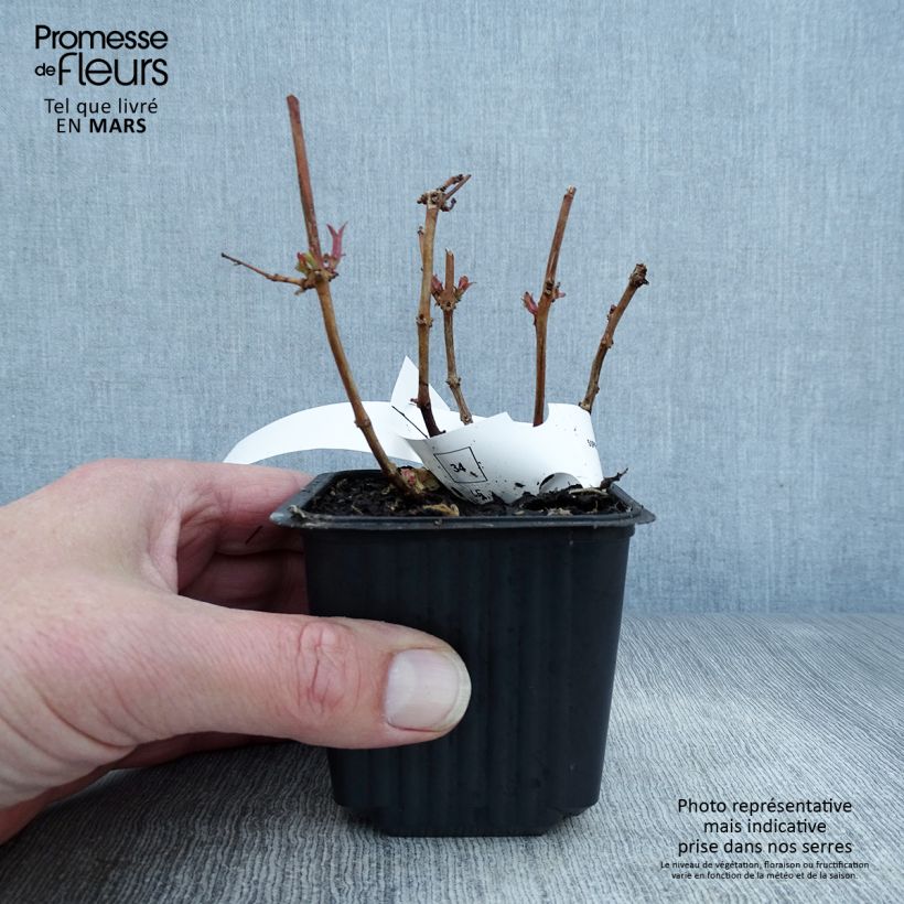 Fuchsia magellanica 8/9 cm pot sample as delivered in spring