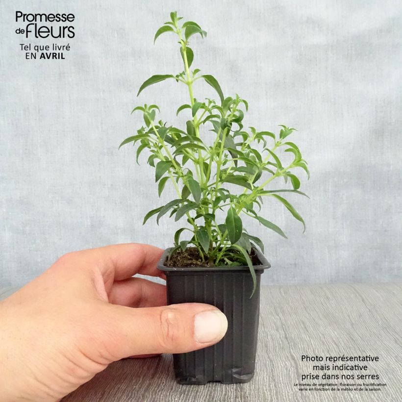 Fuchsia  magellanica Hawkshead 7/8 cm pot sample as delivered in spring