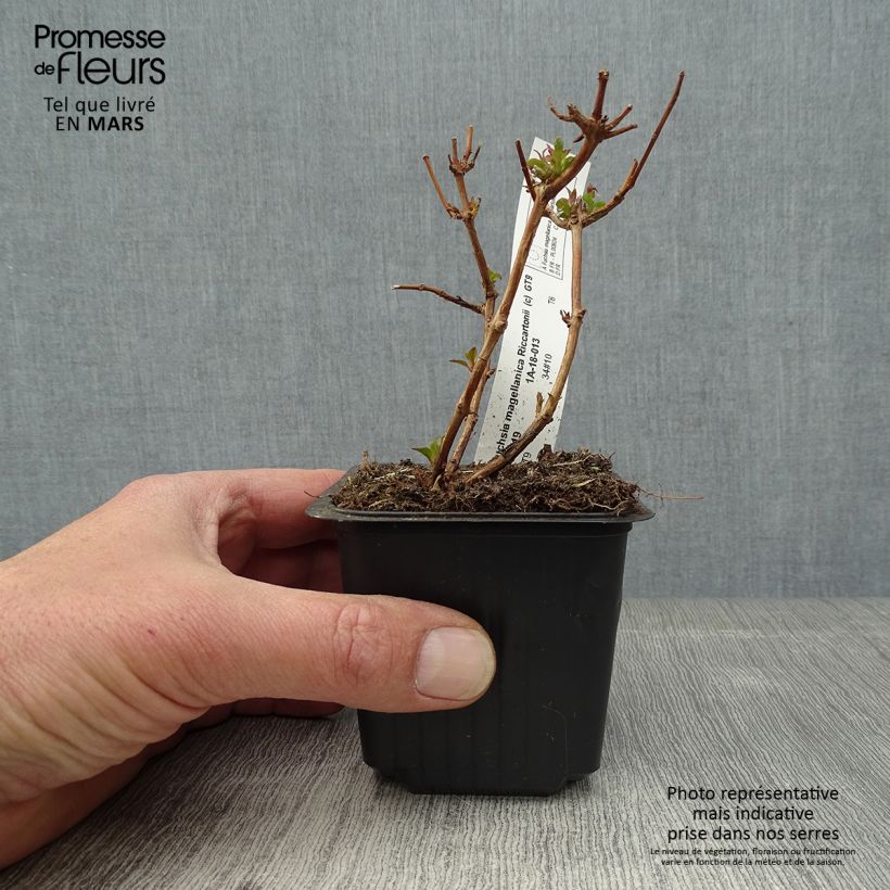 Fuchsia magellanica Riccartonii 8/9 cm pot sample as delivered in spring