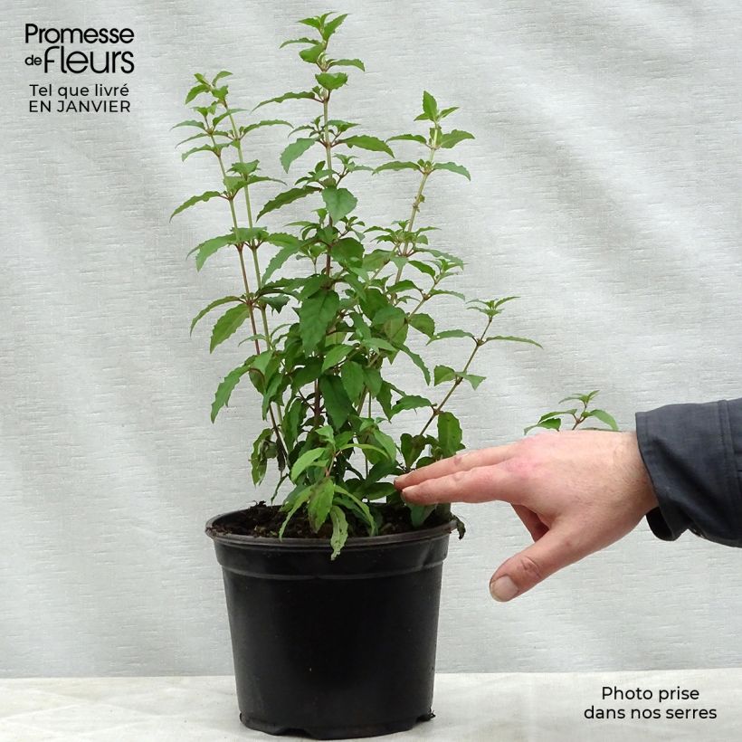 Fuchsia magellanica Riccartonii 2L/3L pot sample as delivered in winter