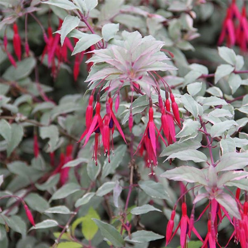 Fuchsia magellanica Versicolor (Flowering)
