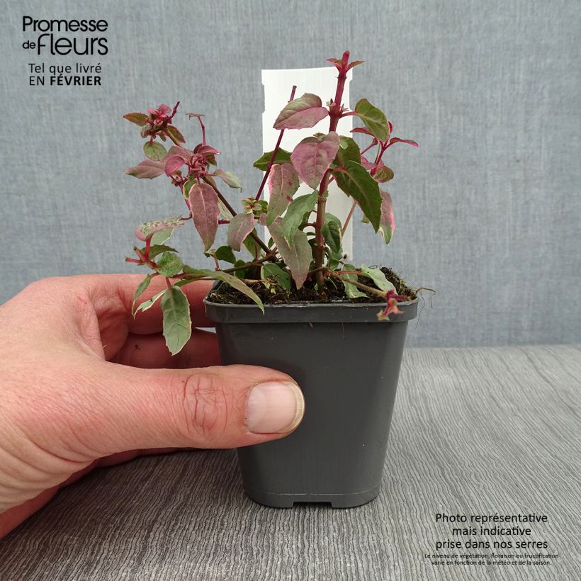 Fuchsia magellanica Versicolor 7/8 cm pot sample as delivered in winter