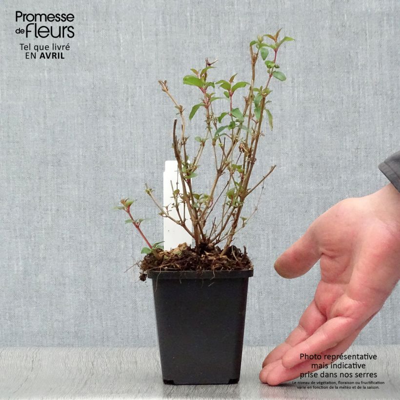 Fuchsia magellanica var. gracilis Aurea 7/8 cm pot sample as delivered in spring