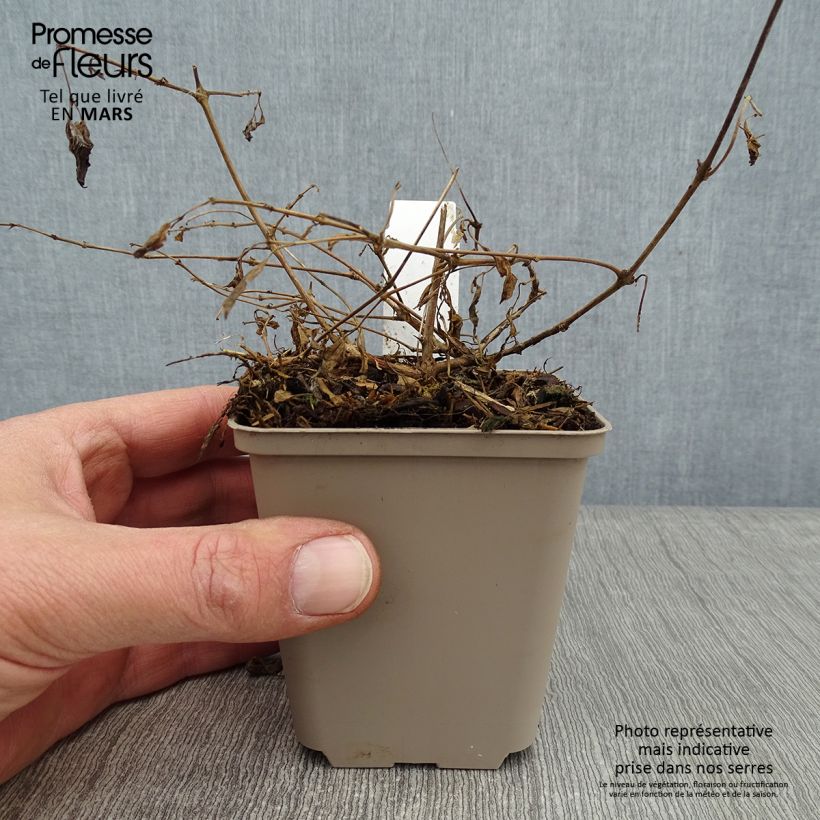 Fuchsia magellanica var. gracilis Aurea 7/8 cm pot sample as delivered in winter