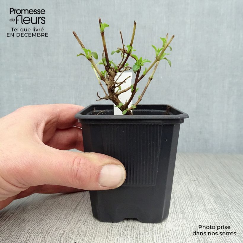 Fuchsia magellanica var. molinae 8/9 cm pot sample as delivered in winter