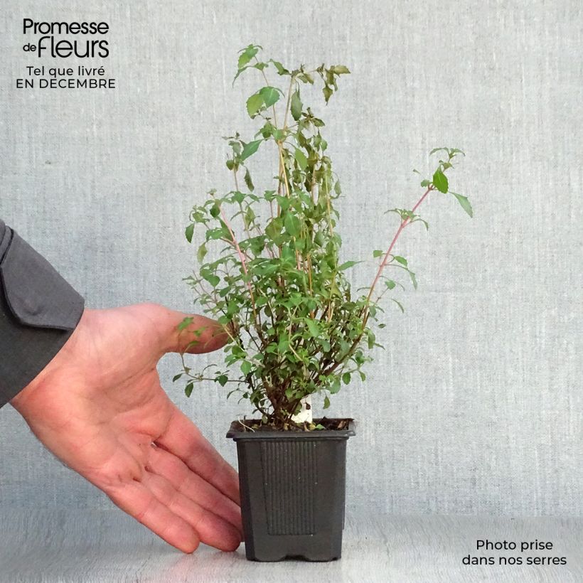 Fuchsia microphylla subsp. microphylla 8/9 cm pot sample as delivered in winter
