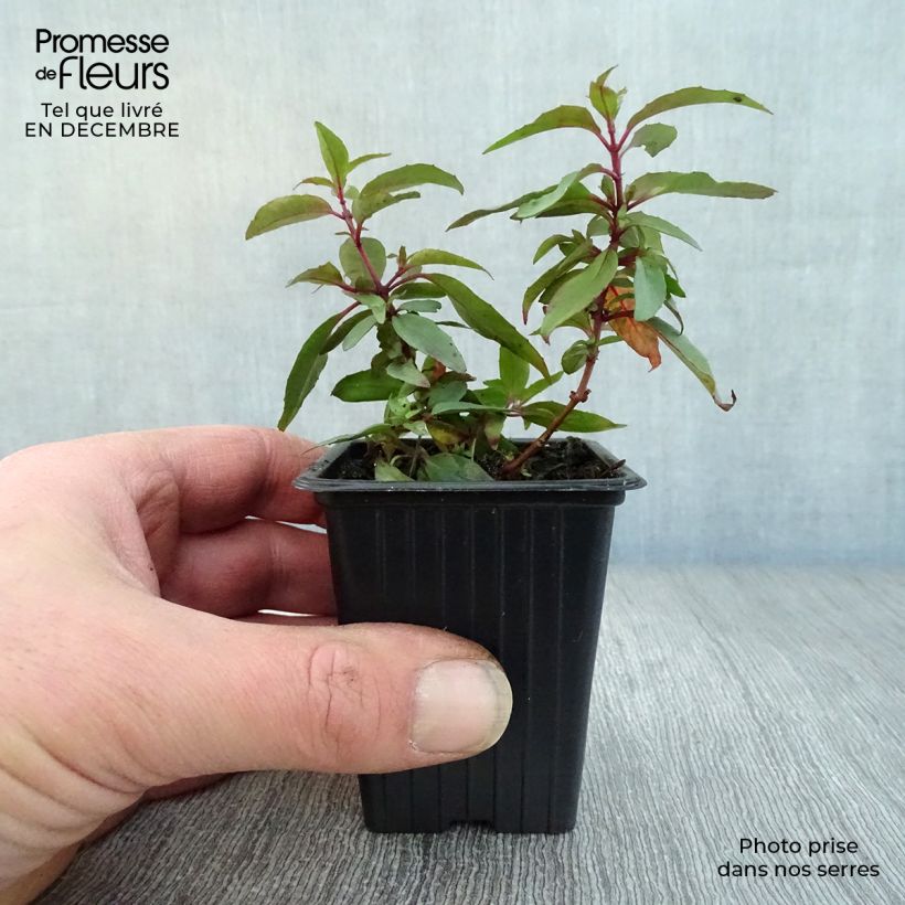 Fuchsia regia Reitzii 7/8 cm pot sample as delivered in winter