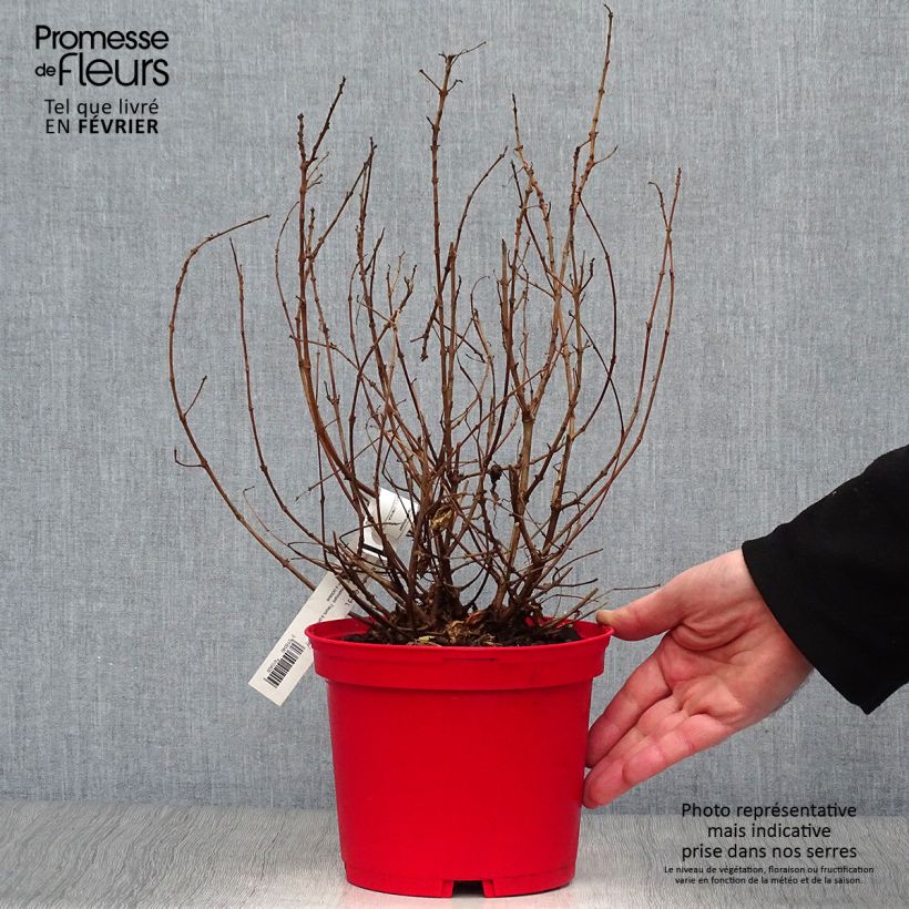 Fuchsia hybrida Alice Hoffman 2L/3L pot sample as delivered in winter