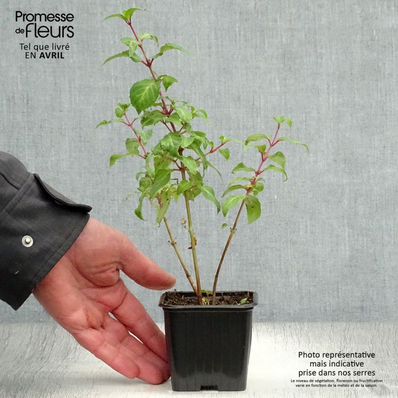 Fuchsia Blue Sarah 7/8 cm pot sample as delivered in spring