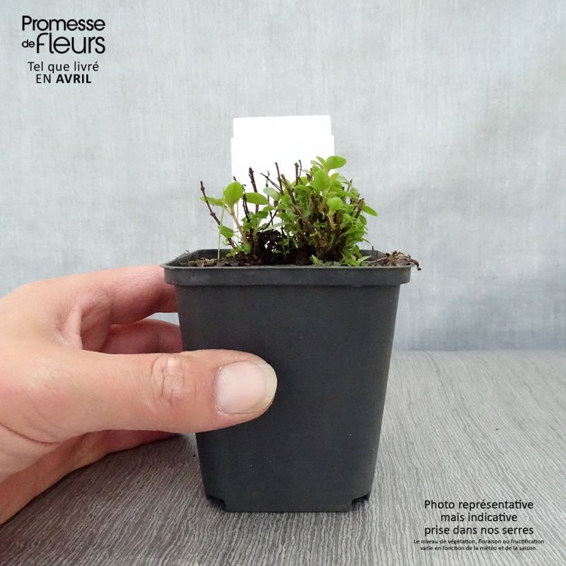 Fuchsia venusta Lady Thumb 8/9 cm pot sample as delivered in spring