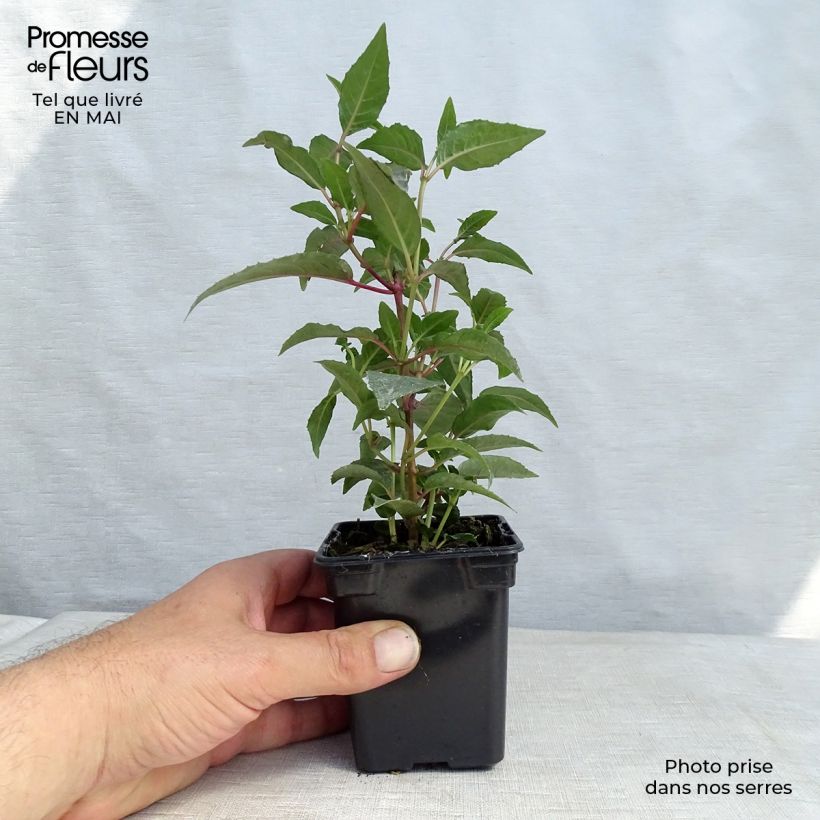 Fuchsia Madame Cornelissen 7/8 cm pot sample as delivered in spring