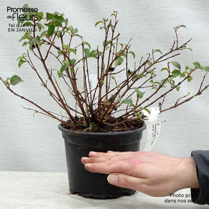 Fuchsia Mrs Popple 2L/3L pot sample as delivered in winter