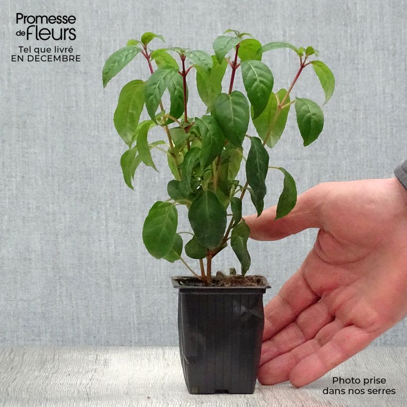 Fuchsia Princess Dollar 7/8 cm pot sample as delivered in winter