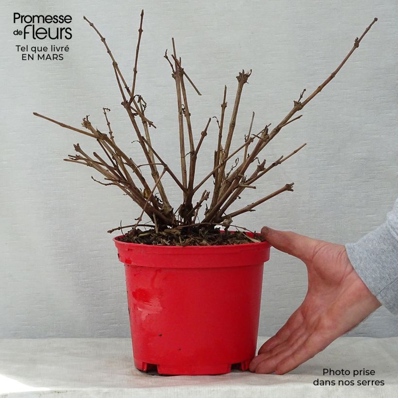 Fuchsia Tom West 2L/3L pot sample as delivered in spring