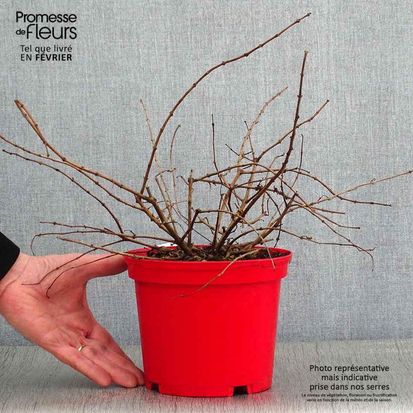 Fuchsia Tom West 2L/3L pot sample as delivered in winter