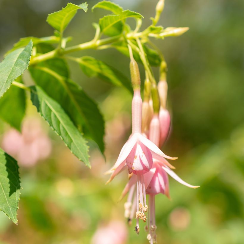 Fuchsia Whiteknights Pearl (Flowering)