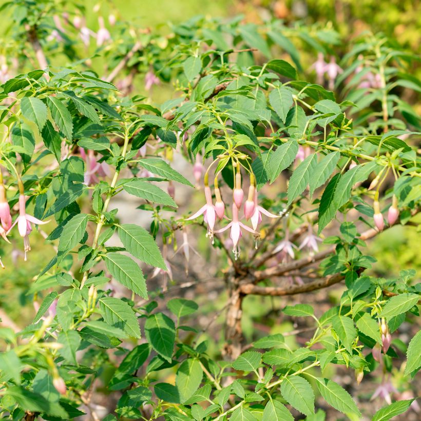 Fuchsia Whiteknights Pearl (Plant habit)