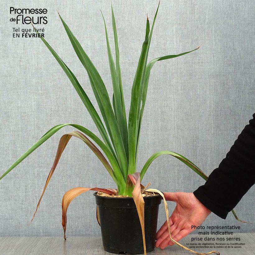 Furcraea bedinghausii 3L/4L pot sample as delivered in winter