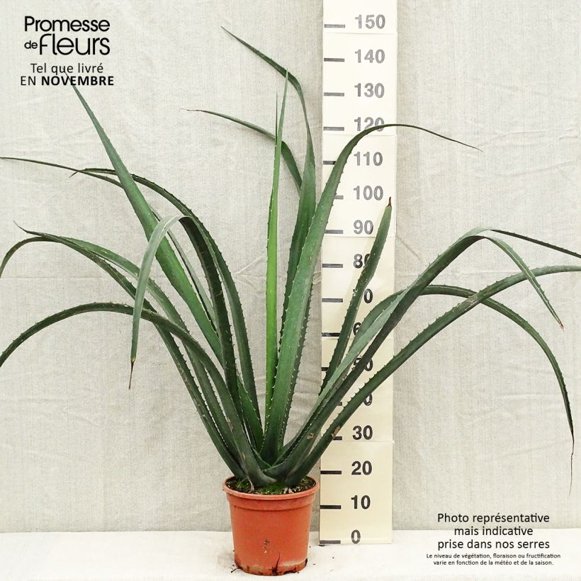 Furcraea macdougallii 7.5L/10L pot sample as delivered in autumn