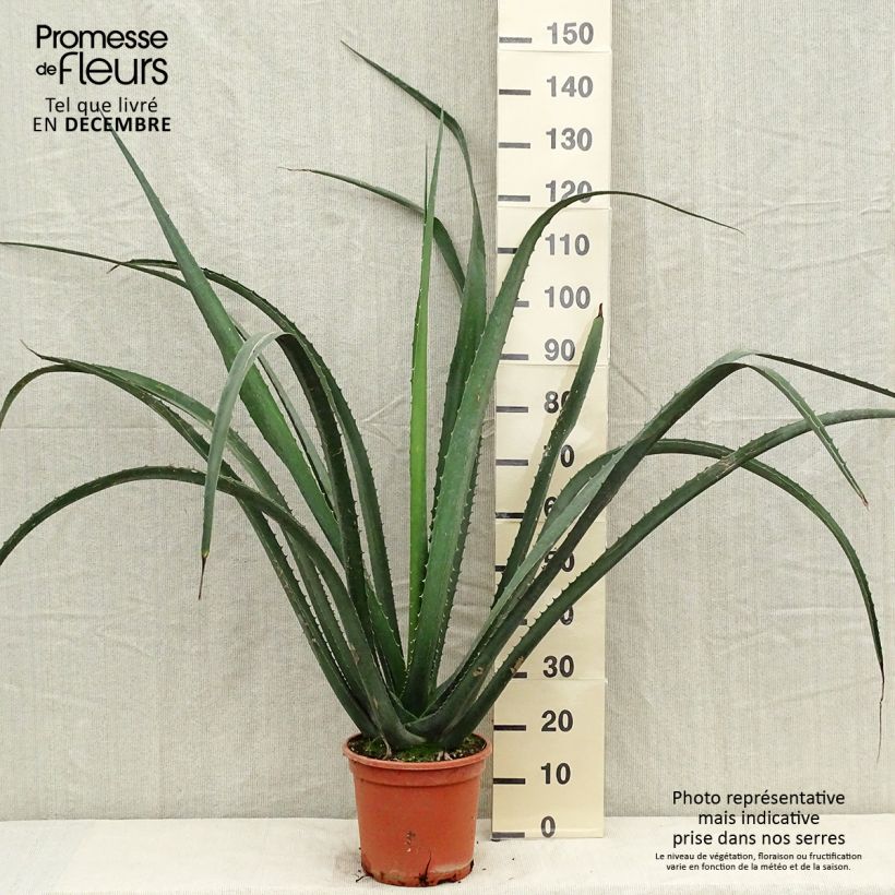 Furcraea macdougallii 7.5L/10L pot sample as delivered in winter