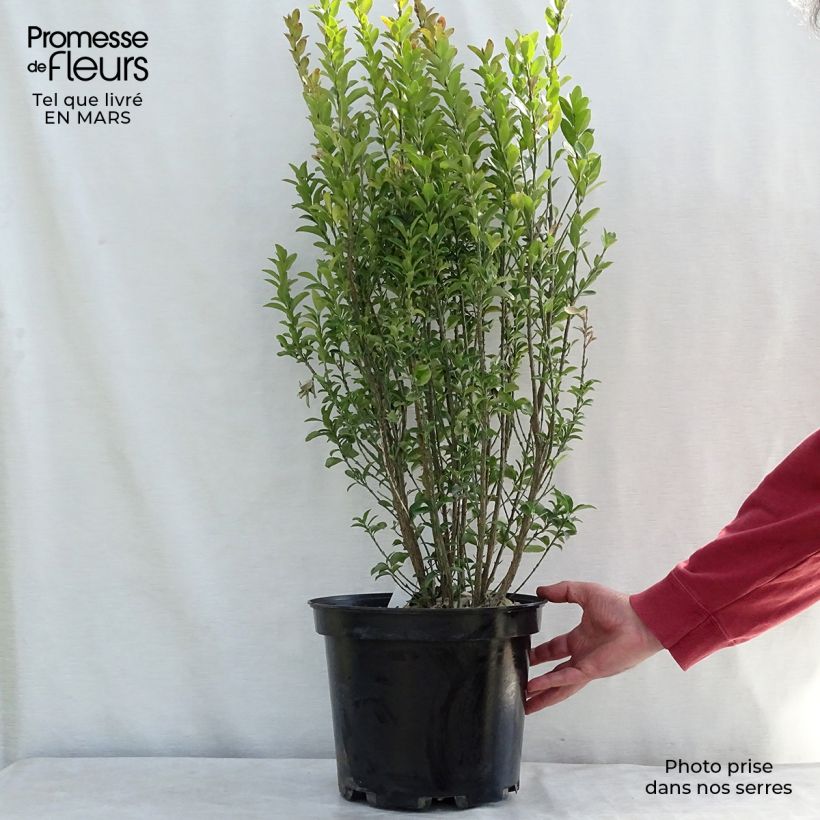 Euonymus japonicus Benkomasaki Erecta - Japanese Spindle 7.5L/10L pot sample as delivered in winter