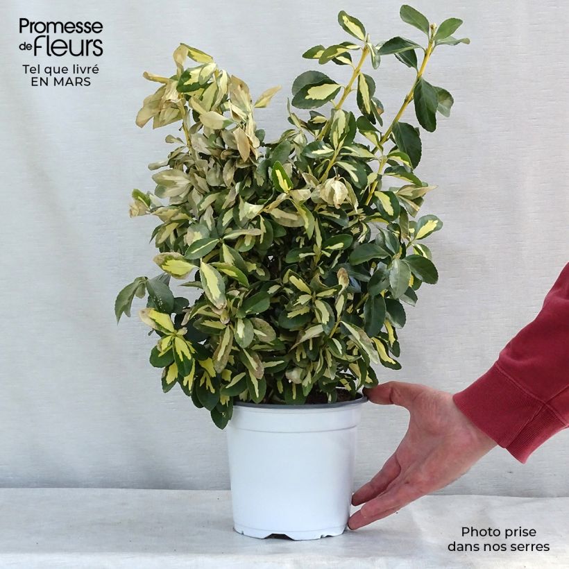 Euonymus japonicus Duc d'Anjou 3L/4L pot sample as delivered in winter
