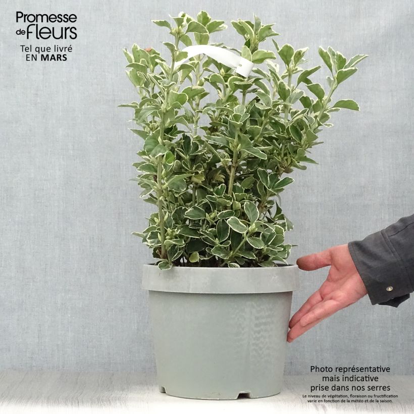 Euonymus japonicus Silver King - Japanese Spindle 7.5L/10L pot sample as delivered in spring