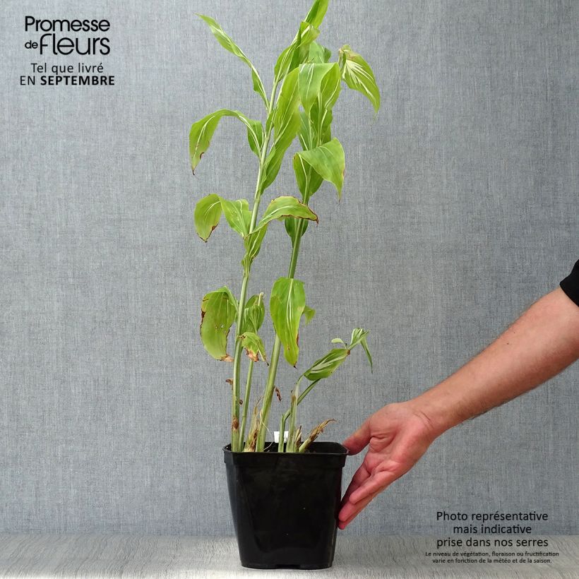 Zingiber mioga Dancing Crane 3L/4L pot sample as delivered in autumn