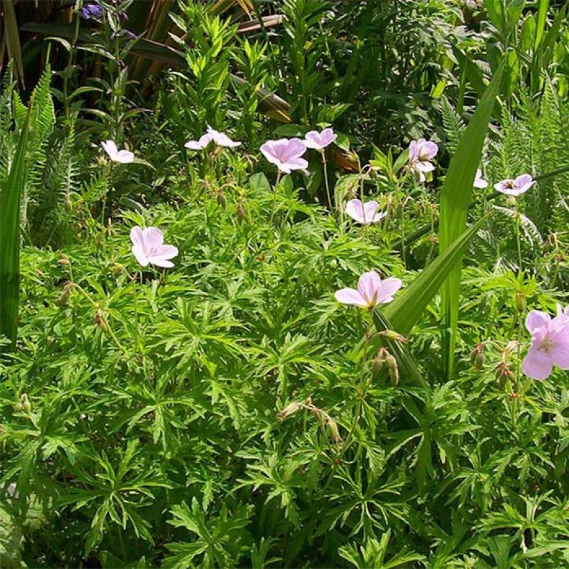 Geranium clarkei Kashmir Pink (Plant habit)