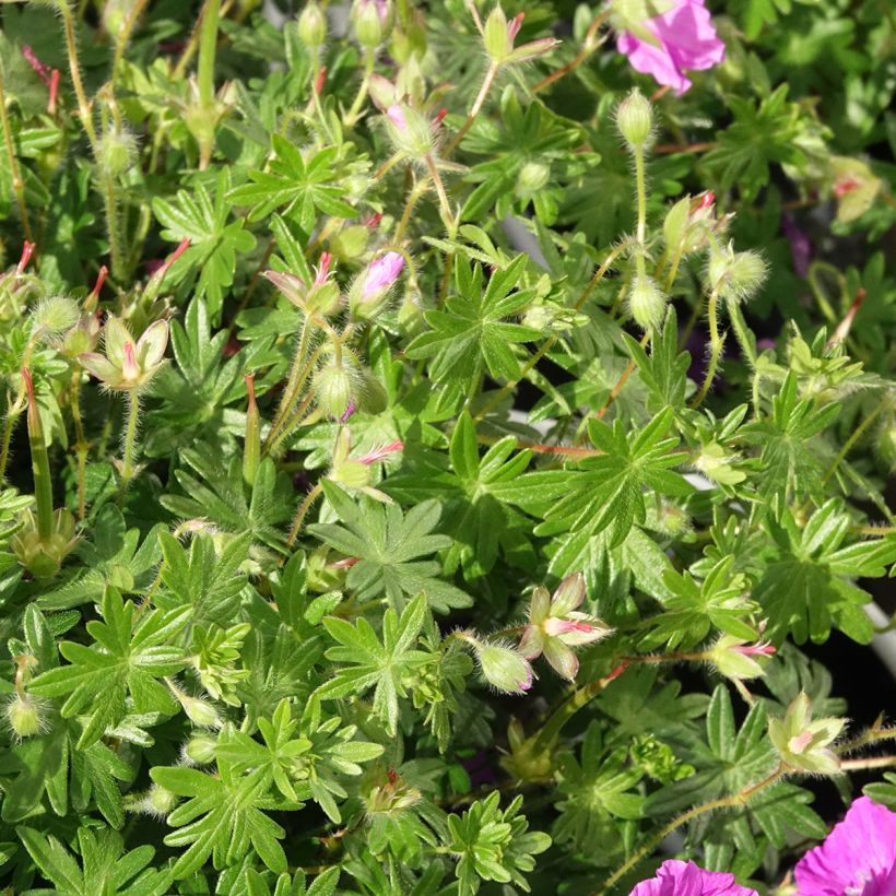 Geranium sanguineum Frivolius Purple - Bloody cranesbill (Foliage)