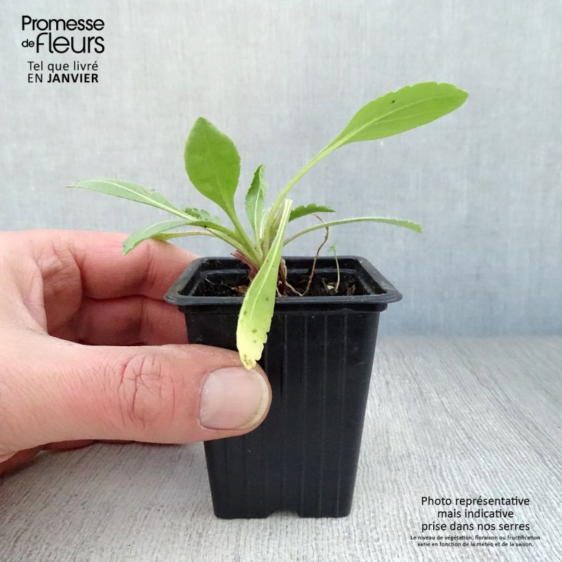 Gaillardia grandiflora Burgunder 7/8 cm pot sample as delivered in winter