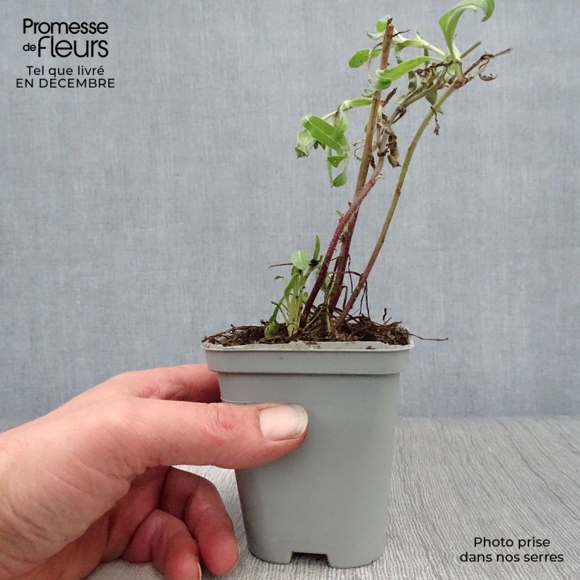 Gaillardia grandiflora Kobold 8/9 cm pot sample as delivered in winter