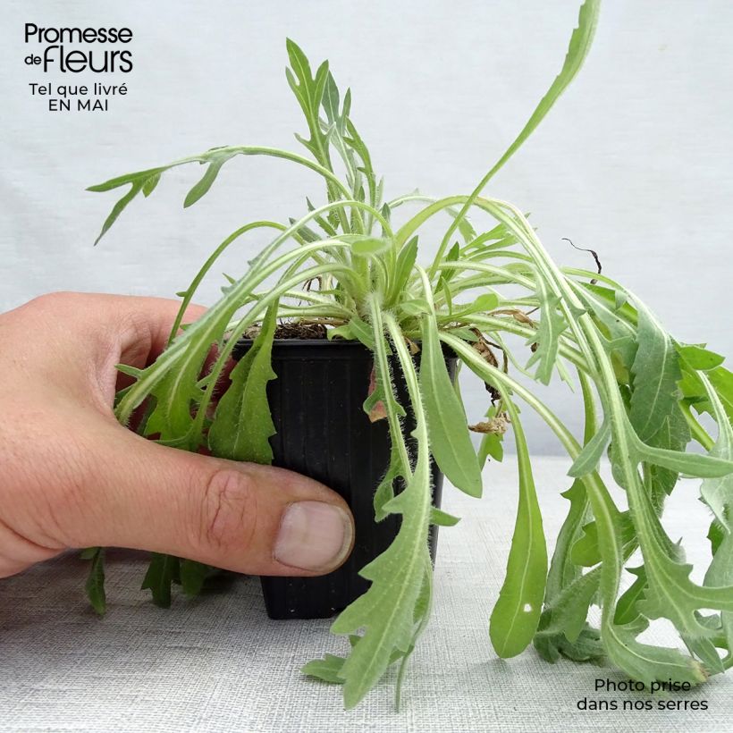 Gaillardia Lutin 7/8 cm pot sample as delivered in spring