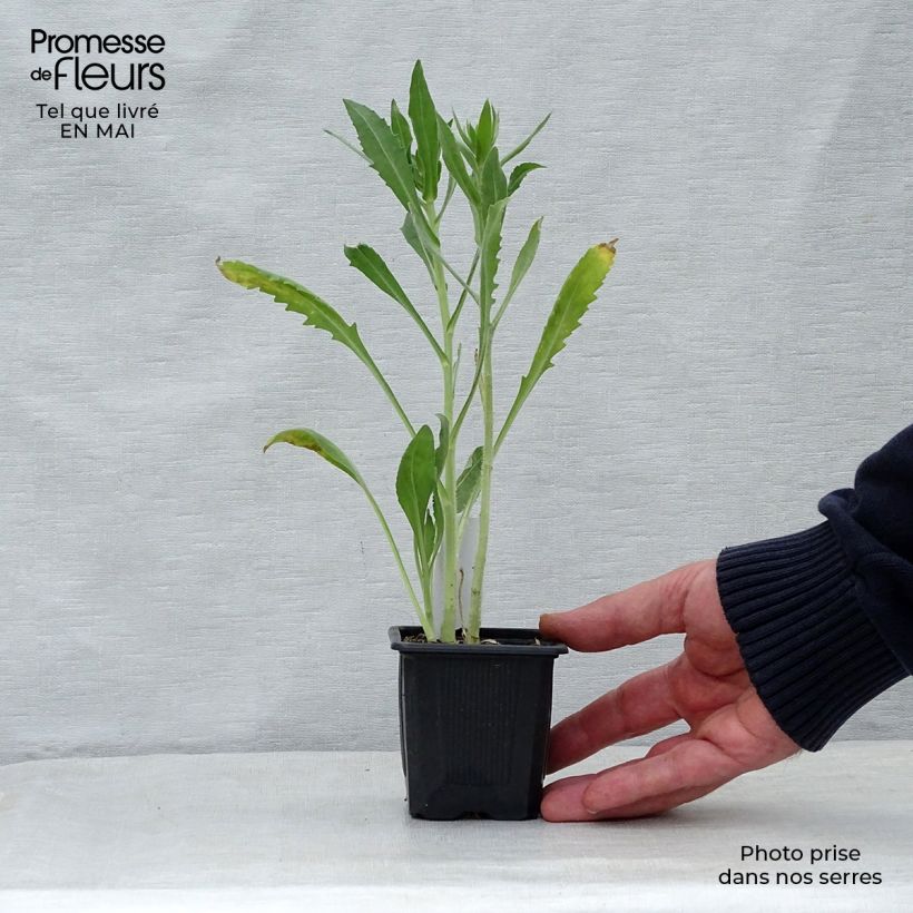 Gaillardia aristata Maxima Aurea 7/8 cm pot sample as delivered in spring