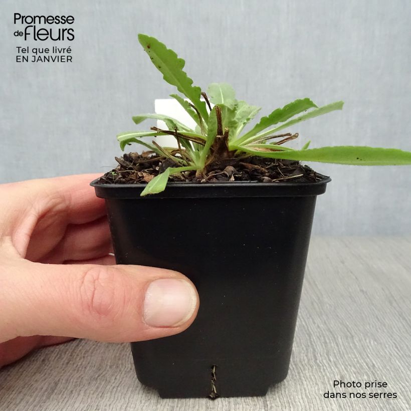 Gaillardia aristata Maxima Aurea 7/8 cm pot sample as delivered in winter