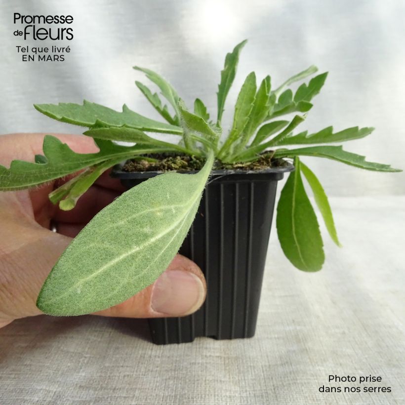 Gaillardia Royale 7/8 cm pot sample as delivered in winter