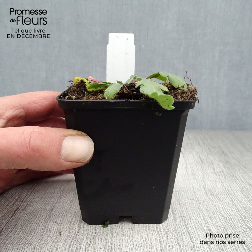 Gaillardia aristata Amber Wheels 8/9 cm pot sample as delivered in winter